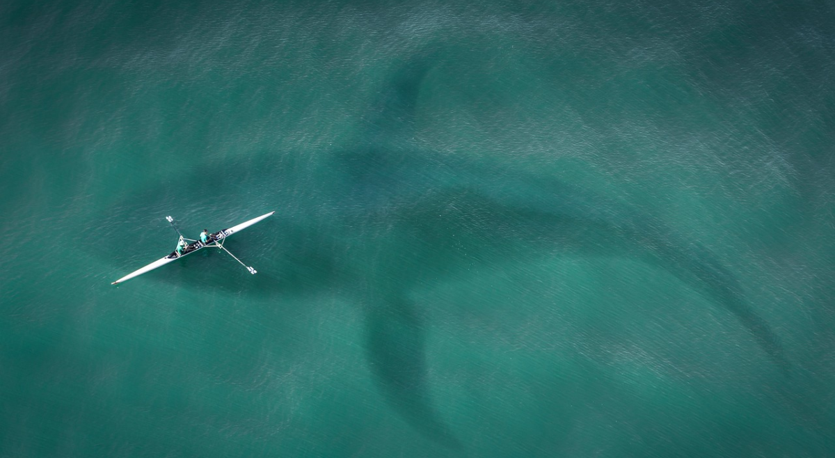 The Lead Balloon #2: Scientists Discover Rare Orange Shark Off Costa Rica – Marine biologists stunned by unique find