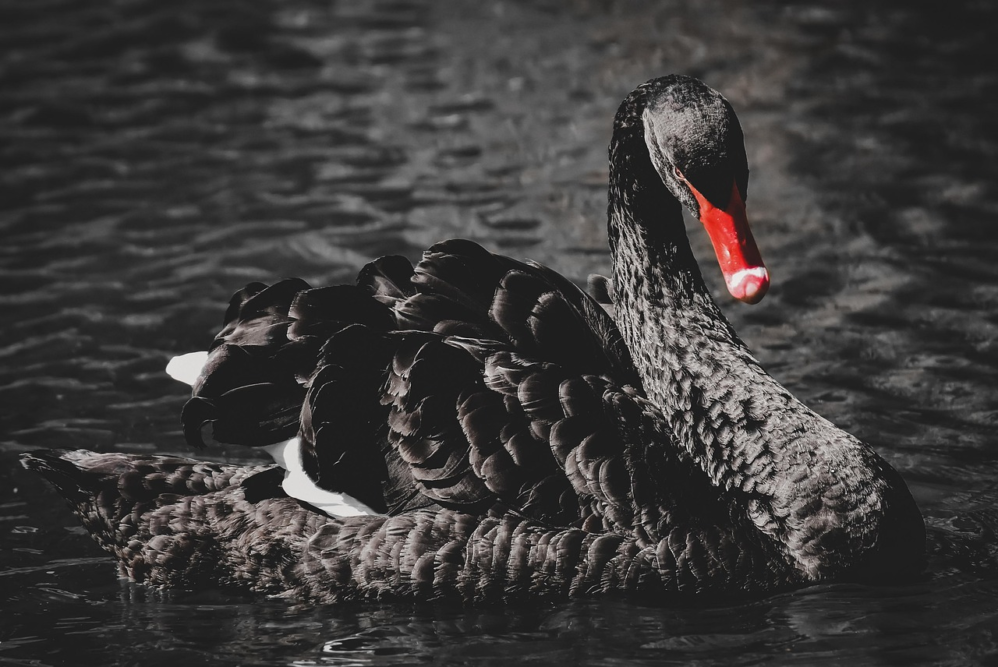 The Lead Balloon #30: A Black Swan nicknamed “Mr. Terminator” evicted from Stratford-upon-Avon, England after attacking other swans