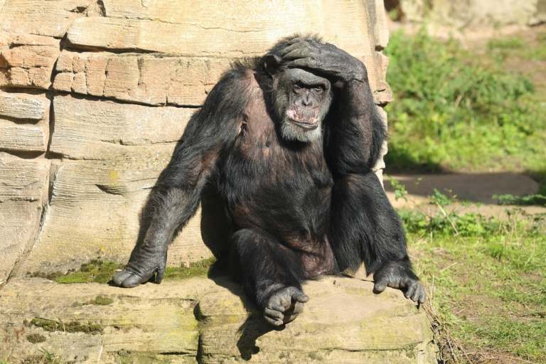 The Lead Balloon #43: Japanese Zoo Apologizes After Gorilla Escapes, Returns Voluntarily